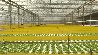 Hightech agriculture  Bell peppers, strawberries, muskmelon | agricultural knowledge