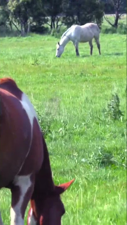 How strong is the horse's wind resistance? Just take a look.