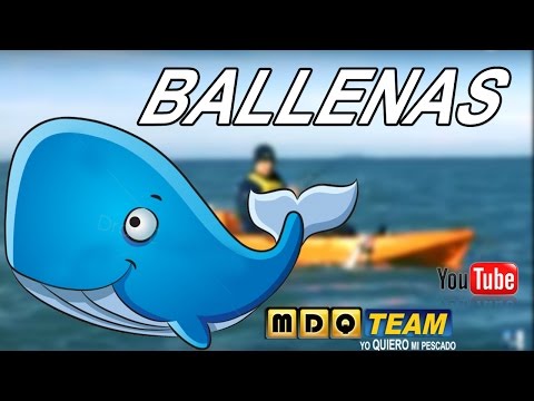 MIENTRAS PESCAMOS.... Avistaje de ballenas!!!