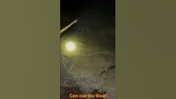 #shorts đi soi đêm gặp cua khủng
