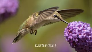 I Am A Little Little Bird