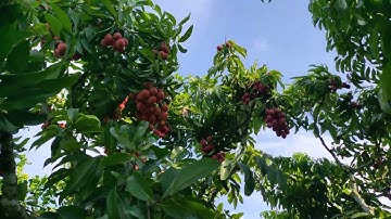 Sau Một Thời Gian Thu Hoạch Thì Vườn Vải Nhà Tôi Còn Lại Gì | Vải Thiều Lục Ngạn Bắc Giang