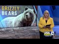 First grizzly bear sighting of 2023 in Jackson Hole area