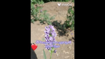 الشيخ نورين محمد صديق سورة الكوثر