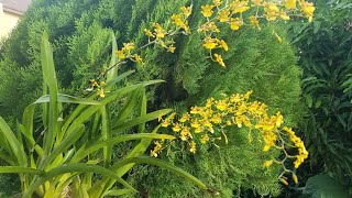 Dancing Lady/Oncidium Orchid Care Guide July 2022