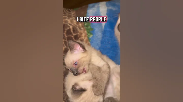 Video 10977141: catlover siamese cute