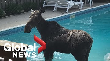 Coronavirus: Will COVID-19 help flatten the curve on climate change?