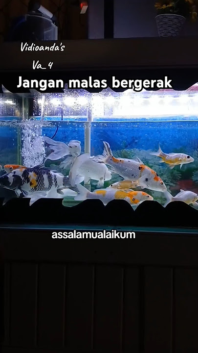 JANGAN MALAS BERGERAK'Va_4 #quotes #motivation #story #hiburan #fypシ゚viral #fypage #fyp  #fypviral