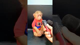 Cute baby monkey hair trimmer