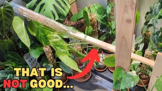 THIS WOOD PLANK TRIED TO END MY CHANNEL! by Everything Plants 4,492 views 2 months ago 17 minutes