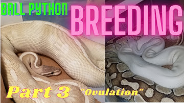 Ball Python Breeding Part 3 Ovulation