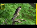 世界最速の鳥 ハヤブサ | ナショジオ