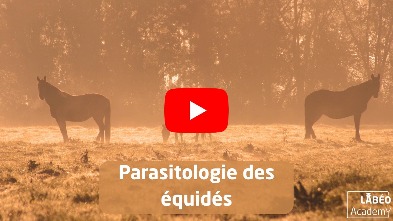 Labéo Academy : parasitologie des équidés