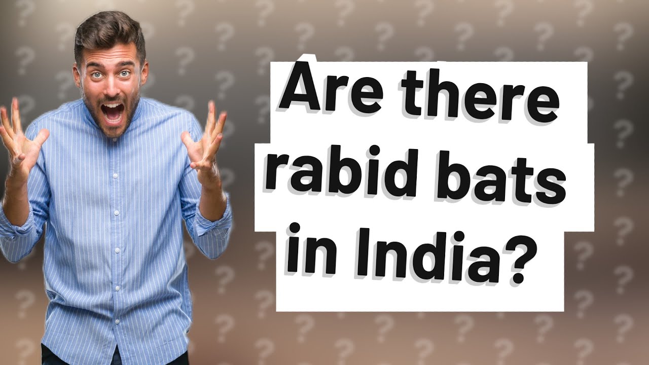 Are there rabid bats in India? YouTube