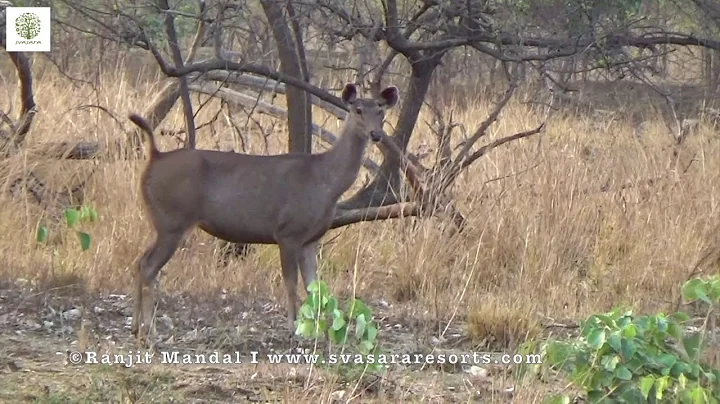 Alarm Call & Tiger Crouching