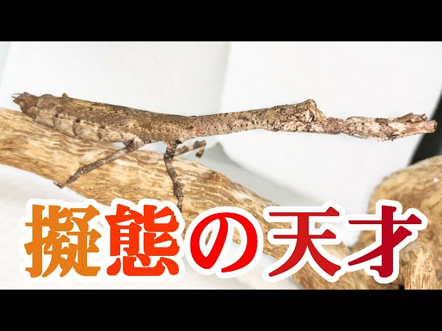 洋書　MANTODEA カマキリ 洋書 MANTODEA カマキリ 洋書 MANTODEA カマキリ