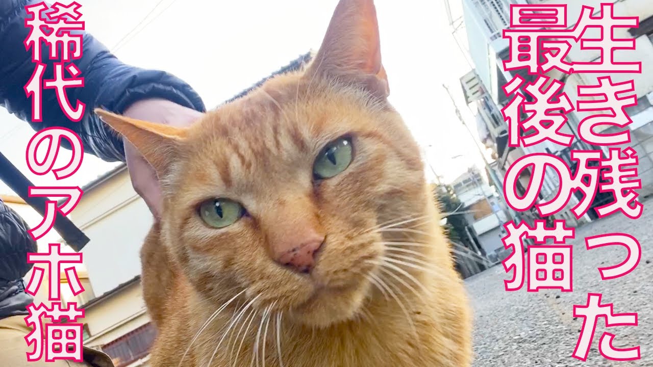 街一番のアホ猫、街で最後の名物猫になる The last cat standing