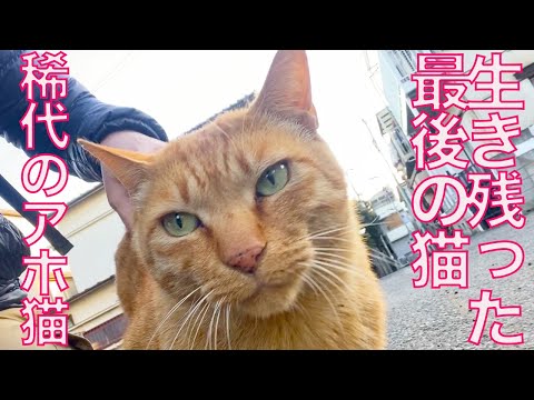 街一番のアホ猫、街で最後の名物猫になる The last cat standing