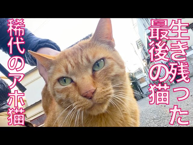 クマ猫と廃墟 鴨梨 on X: 