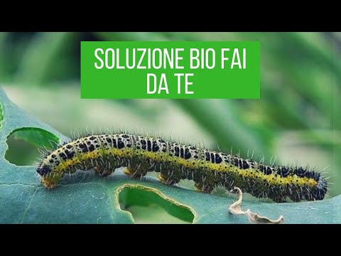 Video: Sconfiggi La Mosca Del Cavolo