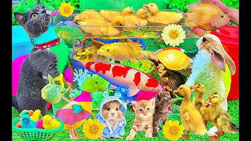 Khám Phá Thế Giới Các Con Vật Dễ Thương: Bắt Mèo, Cua, Rùa, Cá Koi, Cá Vàng, Thỏ, Cá Chép, Vịt Con