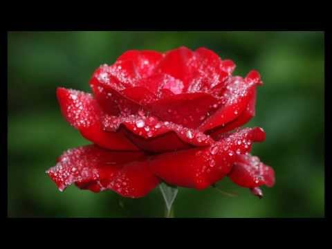 rob-wanders---love-me-(j.-leiber-/-m.-stoller)