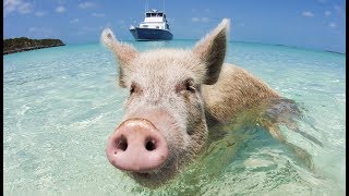 Swimming pigs