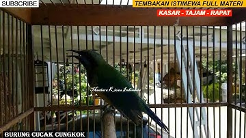 Masteran video cucak cungkok istimewa gacor // full isian Tembakan istimewa kasar tajam rapat