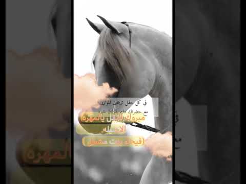 شيله المهره الاصيله