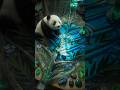 🐼💎 Panda Bamboo Resin Table | The Cutest Fantasy Resin Build Ever 😍🔥#panda #resinart #epoxyresin