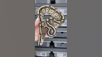 Mojave triple het VPI / DG / Pied female 🤯 #ballpythonmorph #ballpythonforsale #ballpython