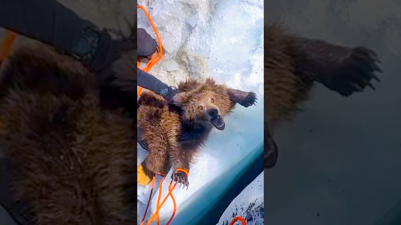 This Bear Cub Almost Didn't Make It Out 😰 #rescue #animals #shorts