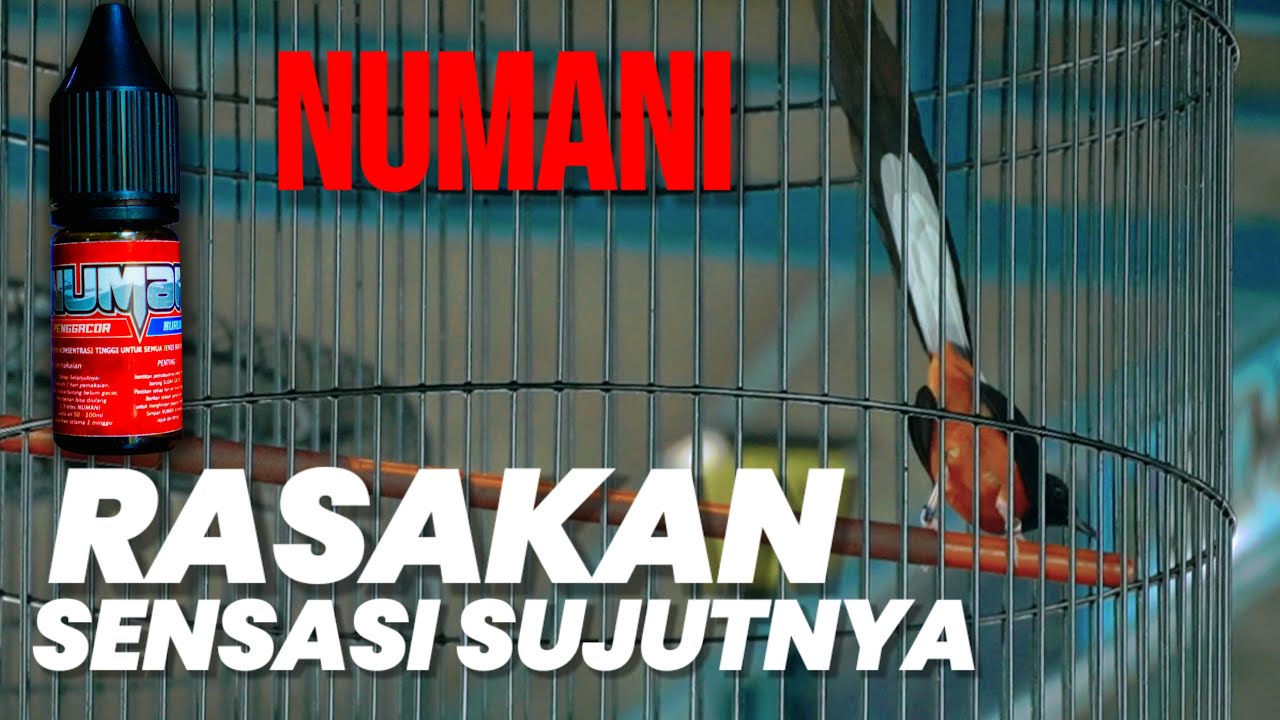 PENGGACOR PLUS PENSTABIL BIRAHI