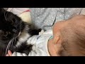 赤ちゃんが寝た隙に甘えに来る猫　ラガマフィンA cat that comes to be stroked when the baby sleeps. Ragamuffin.