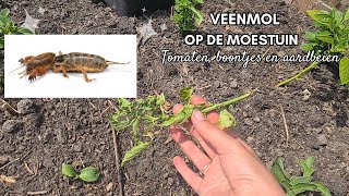 Deedado Moestuin Veenmollen Op De Moestuin Boontjes Opnieuw Zaaien Tomaten Dieven En Opbinden