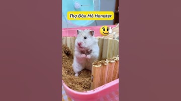 🐹 Hamster Đào Mỏ Cả Ngày Không Mệt #thúcưng #vậtnuôi #chómèohàihước #funny #pets #cat #cute
