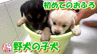 野犬の子犬 黒豆 白豆 Youtube 野犬の子犬 黒豆 白豆 Youtube