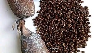 Iwulo Omo Atare Fun Ise Offa Tabi Atta Komamuwa Tabi Asasi Eyikeyii