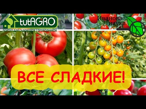 Подкормка томатов на сладость - высший класс! Простая и доступная с активатором и сильным эффектом!