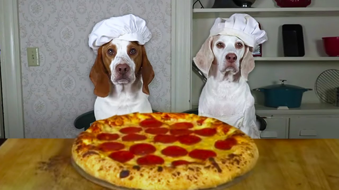 Dogs Make Pizza: Funny Chef Dog Maymo & Potpie Cook Pizza!