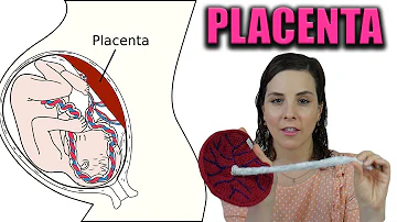 ¿A qué sabe la placenta?