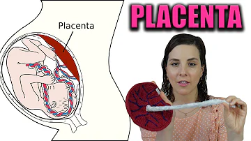 ¿Qué órgano fetal se desprende junto con la placenta?