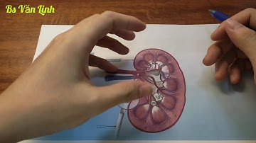 BỆNH SUY THẬN LÀ GÌ, ĐIỀU TRỊ SUY THẬN NHƯ THẾ NÀO?