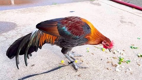 me nyuam ntsuag lau qaib dib #85 January 4, 2025