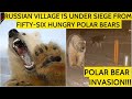 THE SIEGE! Hungry Polar Bears Surrounded Russian Village In Siberia And Hunting For Humans!