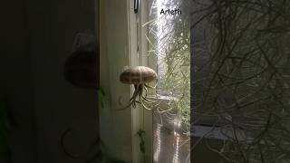 Beautiful Sea Urchin Air plants, Jellyfish, Spanish Moss, Eno. #shorts #airplants #shell #plants