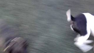 Staffordshire Bull Terrier - Funniest Home Video