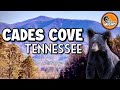 Exploring the Charm of CADES COVE: A Perfect Day in the Smoky Mountains!