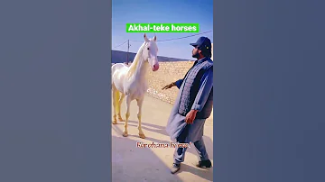 اسب های آخال تکه 
