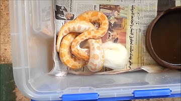 RAT VS THE ORANGE ALBINO BURMESE PYTHON